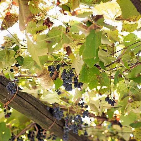 Al Pinone Semesterbostad